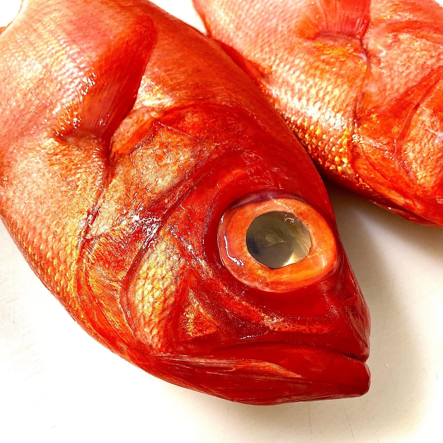 Golden Eye Snapper / Kinmedai – Whitefin Market
